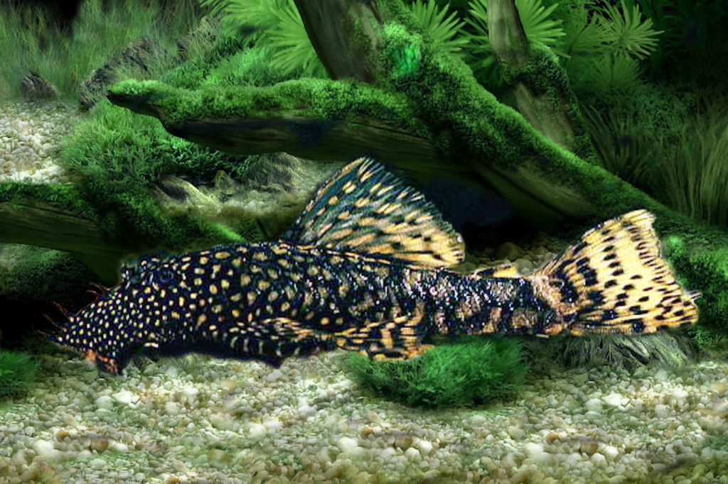 Ancistrus sp.
