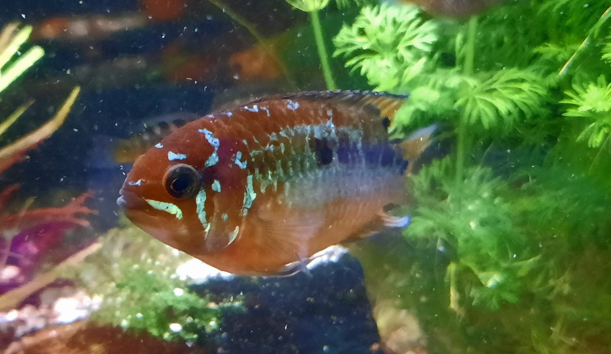 Ivanacara bimaculata, Männchen