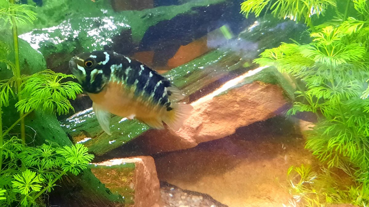 Ivanacara bimaculata, Weibchen