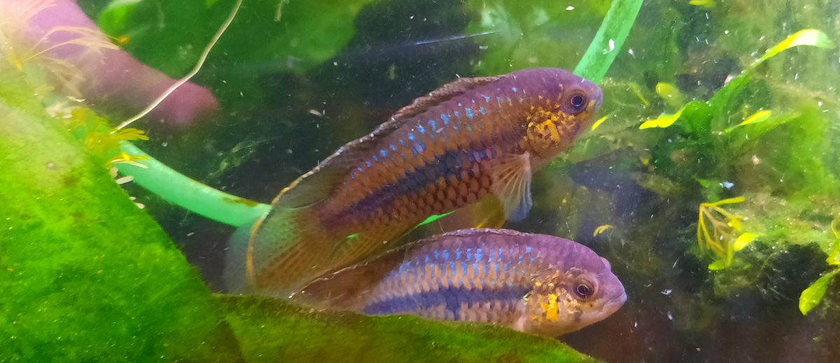 Nannacara aureocephalus